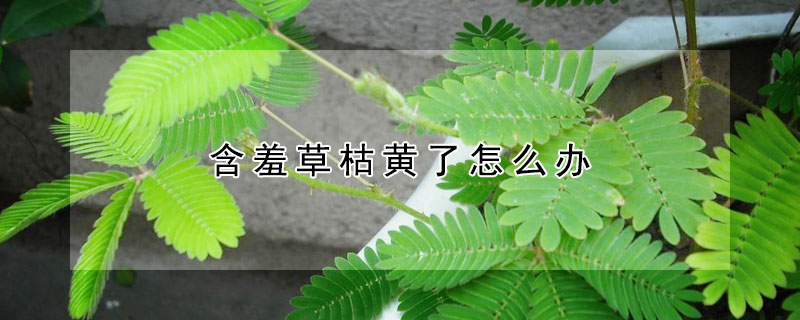含羞草枯黄了怎么办（含羞草枯萎了怎么办?）