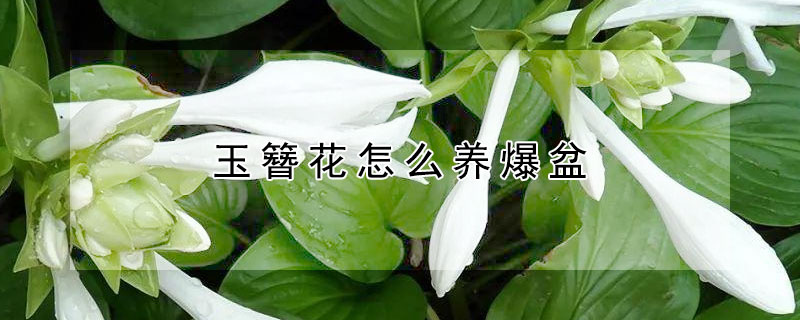 玉簪花怎么养爆盆（玉簪花的种植方法和注意事项.急需）