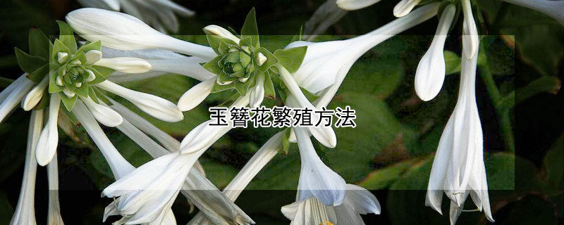 玉簪花繁殖方法（玉簪花繁殖方法视频）