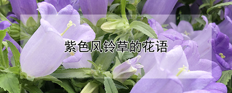 紫色风铃草的花语（紫色风铃草花语图片）