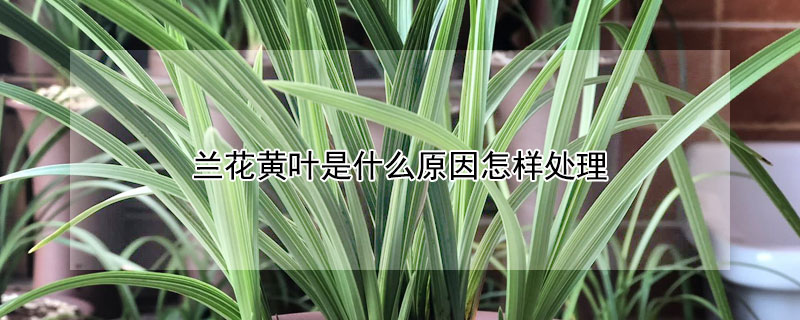 兰花黄叶是什么原因怎样处理 兰花黄叶是什么引起的