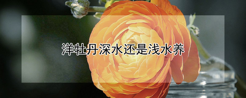 洋牡丹深水还是浅水养（洋牡丹深水还是浅水养护）