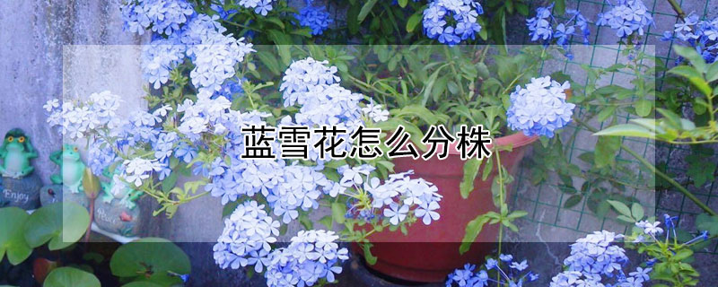 蓝雪花怎么分株（蓝雪花怎么分株方法）