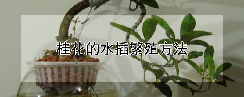 桂花的水插繁殖方法（桂花的水插繁殖方法是什么）
