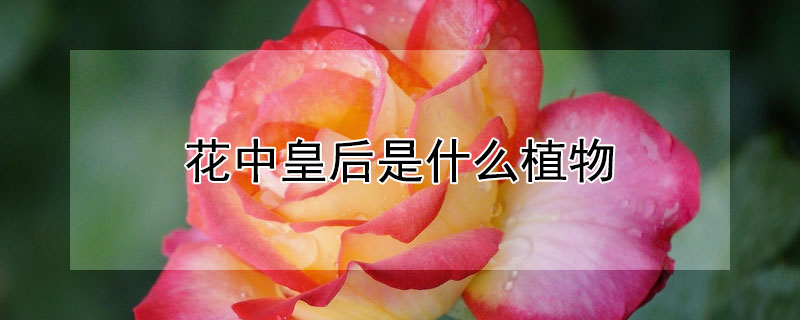 花中皇后是什么植物 花中皇后是什么植物的名称?