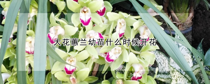 大花蕙兰幼苗什么时候开花（大花蕙兰幼苗什么时候开花结果）