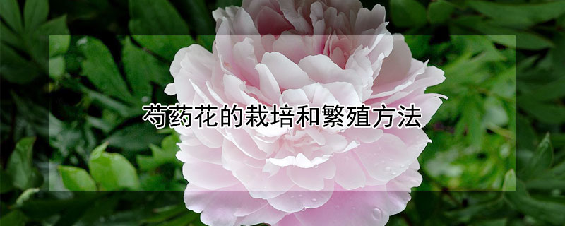 芍药花的栽培和繁殖方法（芍药花的栽培和繁殖方法有哪些）