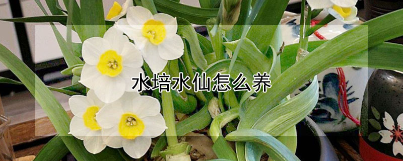 水培水仙怎么养（水培水仙怎么养才能开得好）