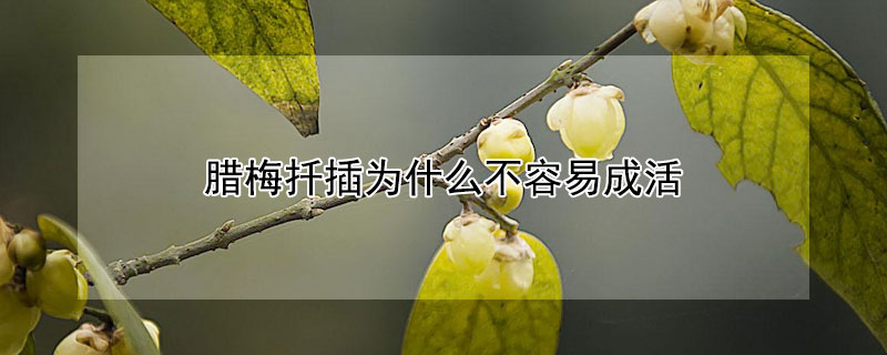 腊梅扦插为什么不容易成活 腊梅插扦能活吗