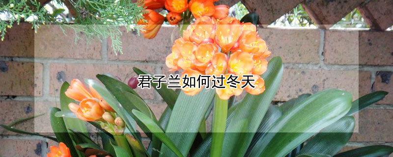 君子兰如何过冬天 君子兰如何过冬天养护