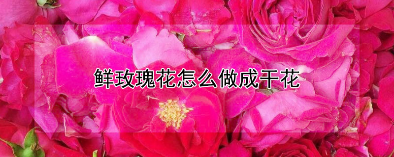 鲜玫瑰花怎么做成干花（鲜玫瑰花怎么做成干花能晒太阳呢）