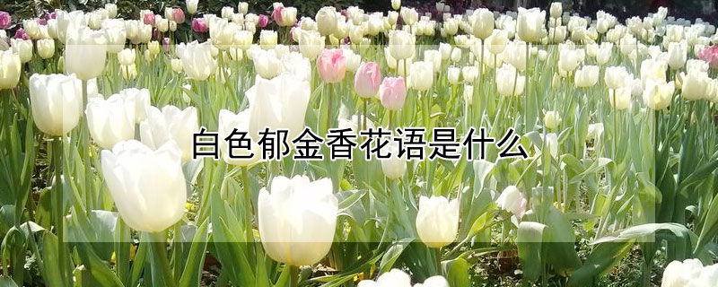 白色郁金香花语是什么（郁金香是什么颜色的）