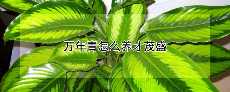 万年青怎么养才茂盛（万年青怎么养才茂盛呢）