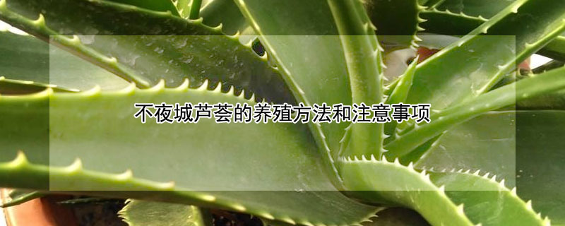 不夜城芦荟的养殖方法和注意事项（不夜城芦荟怎么养才能更旺盛）