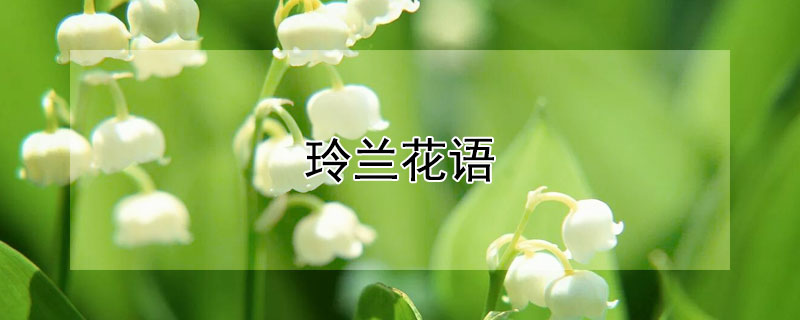 玲兰花语（铃兰花花花语）