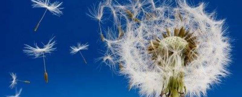 蒲公英花语及象征意义 蒲公英花语相对应的花语