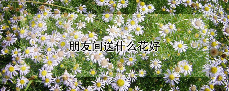 朋友间送什么花好 朋友间送什么花好一点