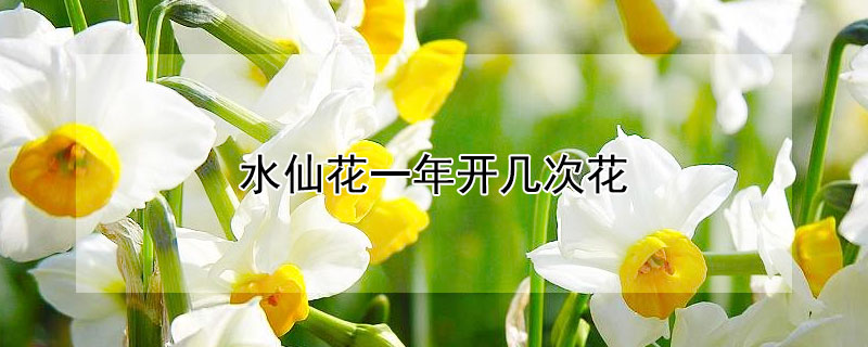 水仙花一年开几次花（水仙花在什么季节开放）