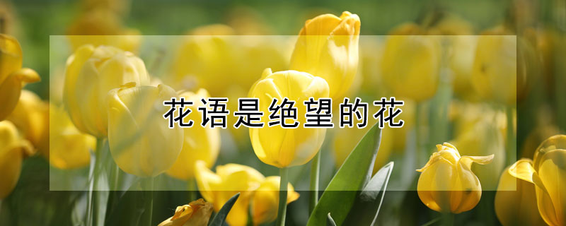 花语是绝望的花（花语是绝望的花有哪些）