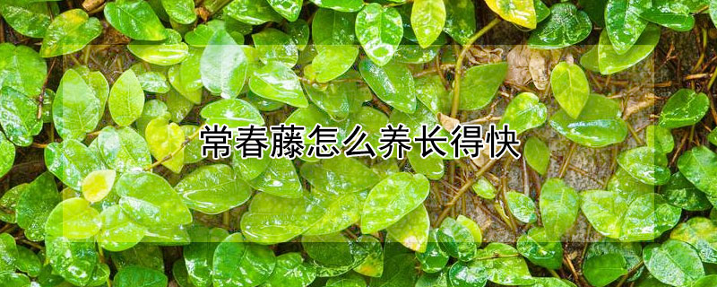 常春藤怎么养长得快（常春藤怎么养长得快一些）