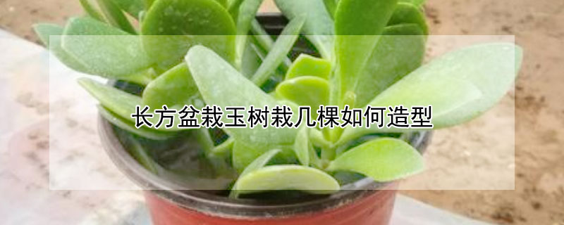 长方盆栽玉树栽几棵如何造型 长方盆栽玉树栽几棵如何造型好