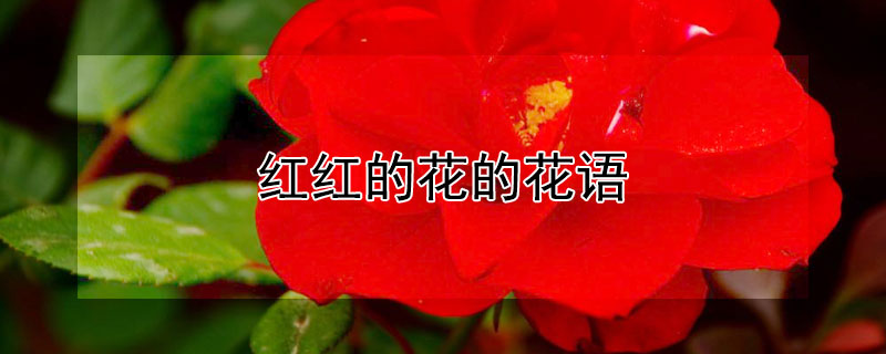 红红的花的花语（红红的花叫什么）