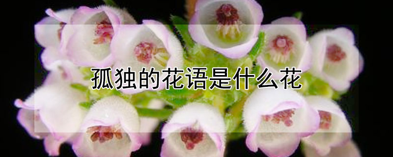 孤独的花语是什么花 孤独花语的花是什么花