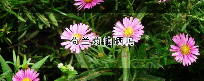 荷兰菊怕晒吗（荷兰菊怕晒吗?）