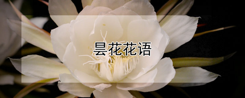 昙花花语（昙花的花语和象征意义简语）