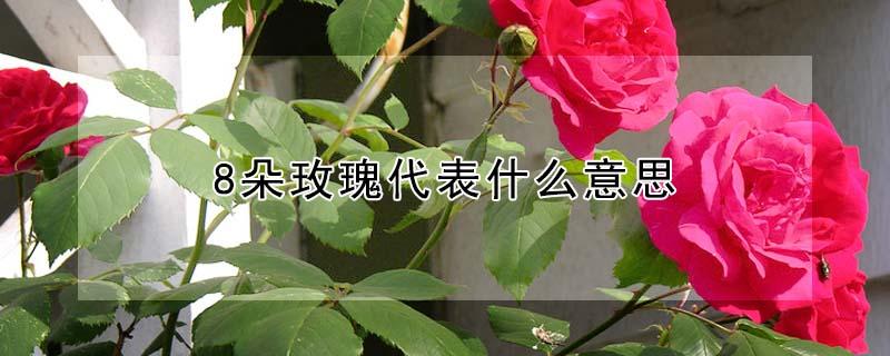 8朵玫瑰代表什么意思（8朵玫瑰的寓意）