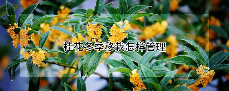 桂花冬季移栽怎样管理 桂花冬天移栽多长时间判断成活了