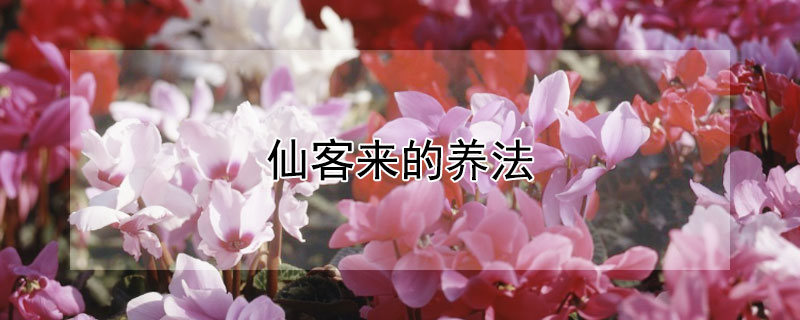 仙客来的养法（仙客来怎么养家庭养法）