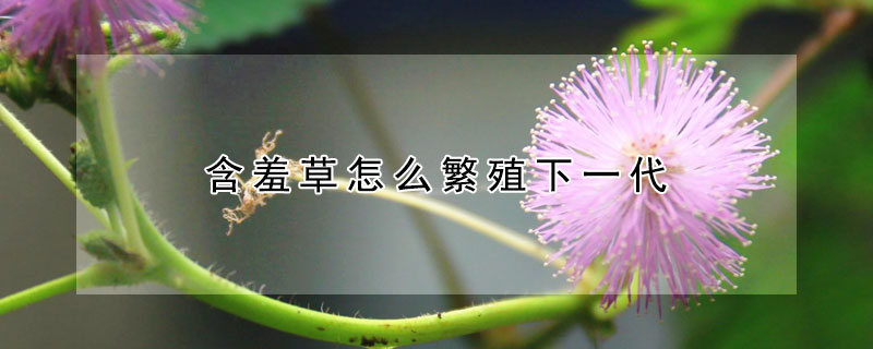 含羞草怎么繁殖下一代（含羞草怎么繁殖后代）