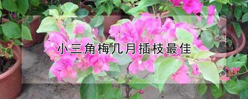 小三角梅几月插枝最佳（扦插的小三角梅什么时候修剪）