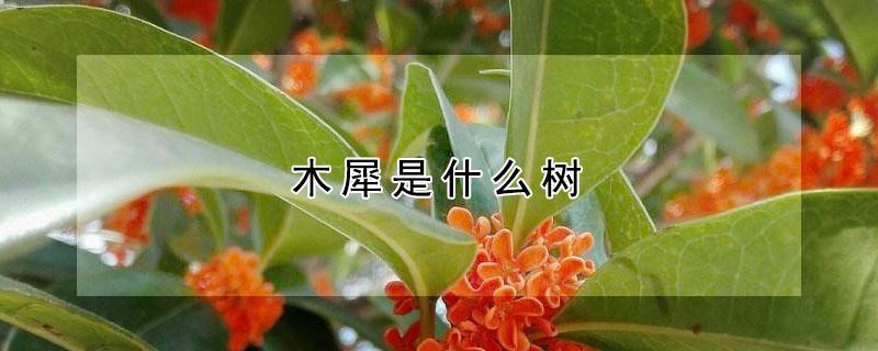 木犀是什么树（木犀是什么树怎么养护）