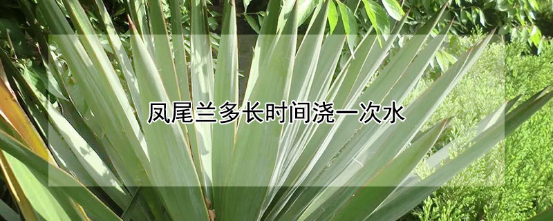 凤尾兰多长时间浇一次水（凤尾兰多久浇一次水）