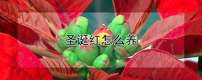 圣诞红怎么养 圣诞红怎么养殖