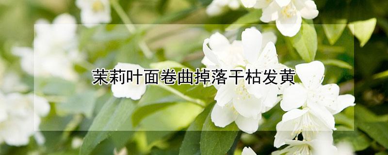 茉莉叶面卷曲掉落干枯发黄（茉莉叶面卷曲掉落干枯发黄什么原因）