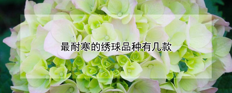 最耐寒的绣球品种有几款（绣球花地栽能过冬吗）