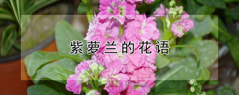 紫萝兰的花语 紫萝兰的花语是什么