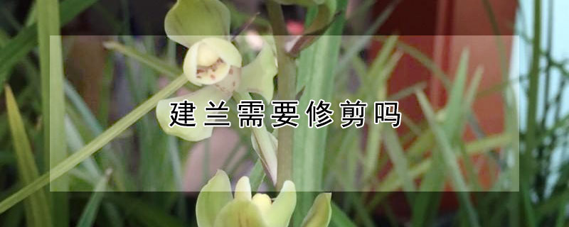 建兰需要修剪吗（建兰需要修剪吗图片）
