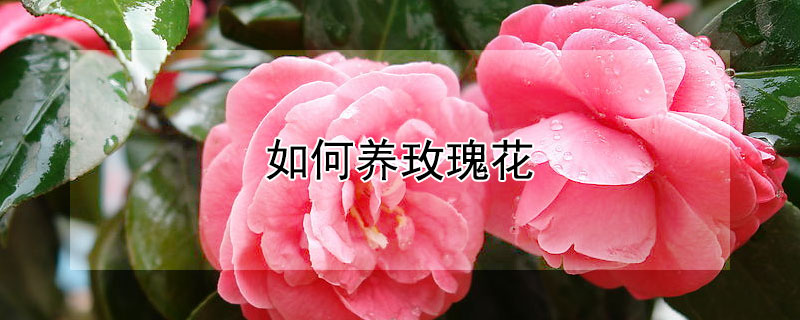 如何养玫瑰花（如何养玫瑰花束）