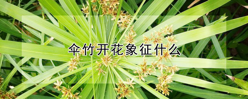 伞竹开花象征什么（伞竹开花象征什么意思）