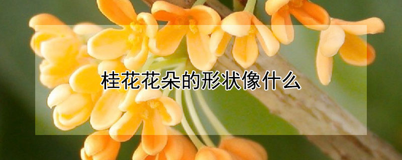 桂花花朵的形状像什么 桂花的形状,颜色,气味