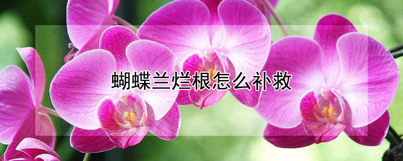 蝴蝶兰烂根怎么补救 蝴蝶兰烂根补救视频