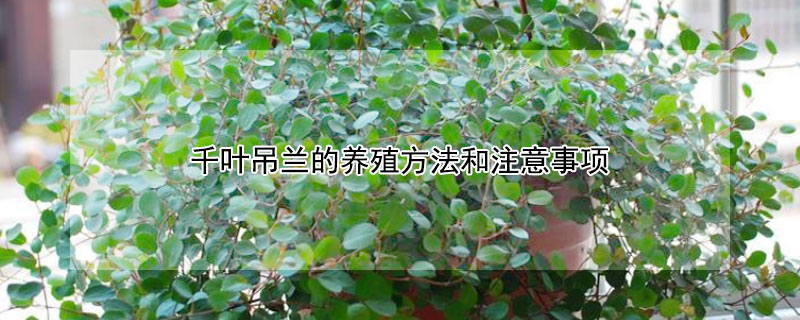 千叶吊兰的养殖方法和注意事项（千叶吊兰的养殖方法和注意事项视频）