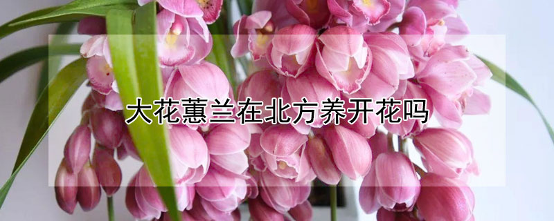 大花蕙兰在北方养开花吗 大花蕙兰在北方养开花吗怎么养