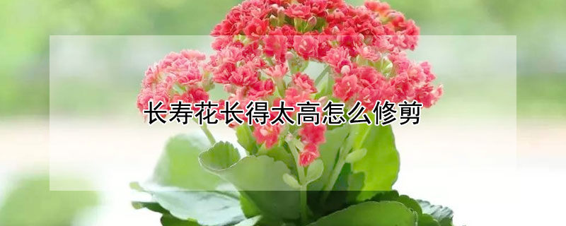 长寿花长得太高怎么修剪（长寿花长得太高怎么修剪视频教程全集）