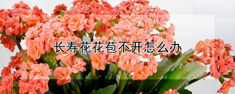 长寿花花苞不开怎么办 长寿花花苞不开怎么办?