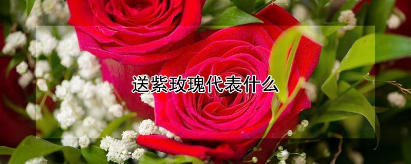 送紫玫瑰代表什么 送紫玫瑰是什么意思